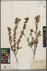 Foto von Salix starkeana Willd.
